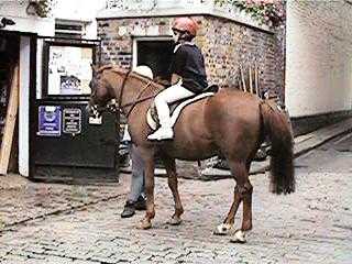 Welsh Pony